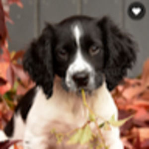 Meet your Posher, Hallie